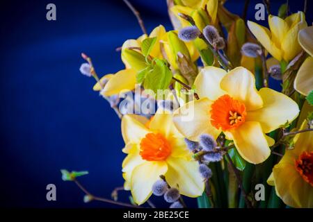 Spring bouquet with daffodils, green buds and willow branches on a dark blue background Stock Photo