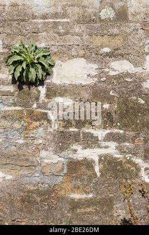 Old wall of natural stone with efflorescence and growth, grouted and plastered and repaired with brick Stock Photo