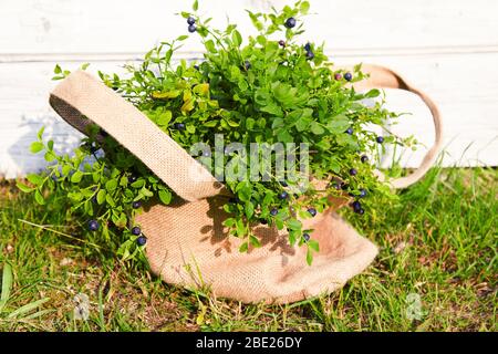 Blueberries in cloth bag on wooden background in summer Stock Photo