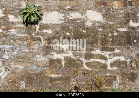 Old wall of natural stone with efflorescence and growth, grouted and plastered and repaired with brick Stock Photo