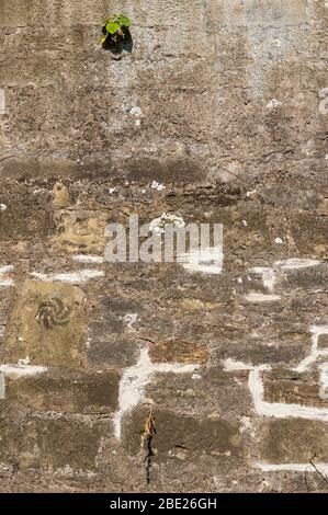 Old wall of natural stone with efflorescence and growth, grouted and plastered and repaired with brick Stock Photo