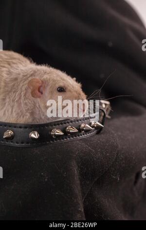 Rat is a brutal man. On a dark contrasting background. Stock Photo