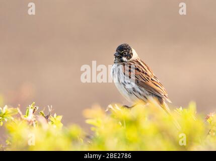 Common Reed Bunting, Emberiza Schoeniclus, perched on a hedgerow near Meppershall, Bedfordshire, UK Stock Photo