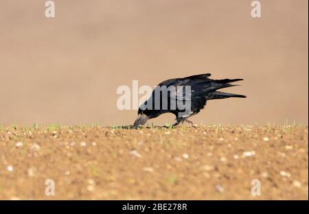 Rook, Corvus frugilegus, corvidae Stock Photo