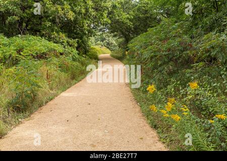 A trail in the woods during summer. Stock Photo