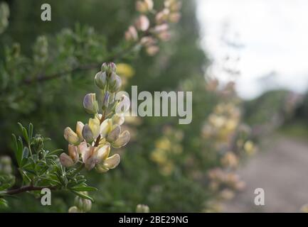 Roadside lupins on Bryher, Isles of Scilly Stock Photo