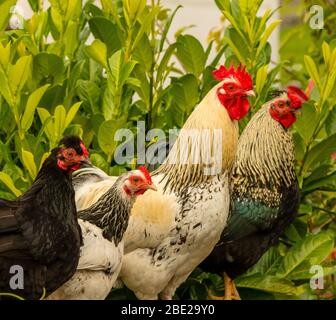 Free range rare breed chickens outdoors in the countryside Stock Photo