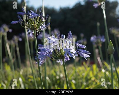 Agapanthus in the Isles of Scilly Stock Photo