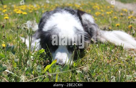 Blue merle border collie lying down Stock Photo