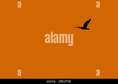 Silhouette of a lone bird flying in the sunset. Orange background with space for text. Seagull. Stock Photo