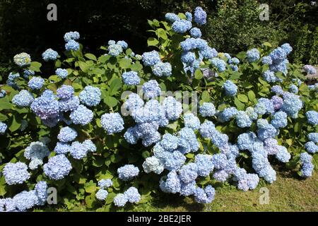 Hydrangea macrophylla 'Blue Wave' a.k.a.‘Mariesii Perfecta’ Stock Photo
