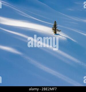 Lone pine tree partially buried in a snow drift with dappled light and shadows across the fresh snow above Peyto Lake, Banff National Park, Canada Stock Photo