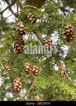 Close up and low angle of Tsuga baby tiny small pinecones hanging off the small, soft needle branches of a Eastern hemlock pine coniferous tree. Stock Photo