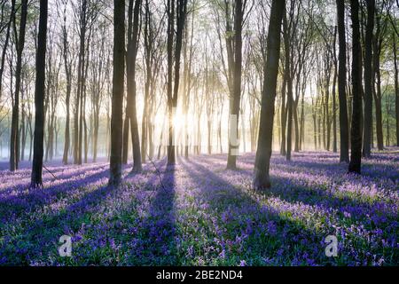 Early sunlight streaming through a misty bluebell woodland Stock Photo