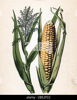 'mais' (Zea mays) (ou ble d'Inde) (maize or corn) Planche de botanique tiree de 'Atlas colorie des plantes medicinales' de Paul Hariot, 1900 (Botanica Stock Photo