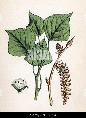 'peuplier noir' (Populus nigra) (black poplar) Planche de botanique tiree de 'Atlas colorie des plantes medicinales' de Paul Hariot, 1900 (Botanical p Stock Photo