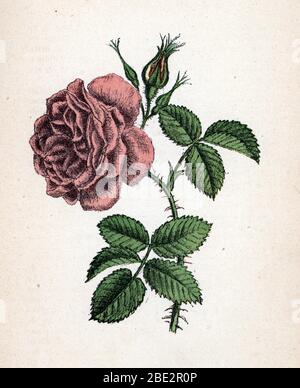 "Rose cent-feuilles" (Rosa centifolia) (provence rose or cabbage rose or Rose de Mai) Planche de botanique tiree de "Atlas colorie des plantes medicin Stock Photo