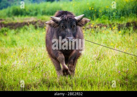 Water buffalo calf in a field with flowers Luotiancun, near Nanchang, Jiangxi Province, China Stock Photo