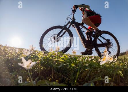 pretty senior woman riding her electric mountain bike in early springtime in the Allgau mountains near Oberstaufen, in warm evening light with bloomin Stock Photo