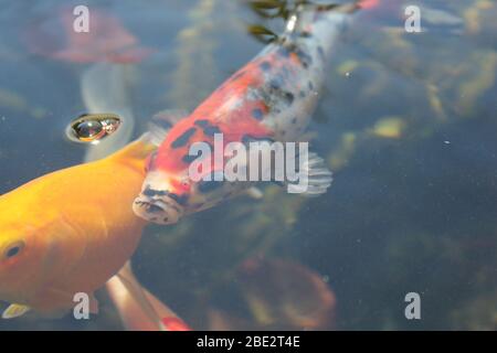 One goldfish and one shubunkin close up Stock Photo