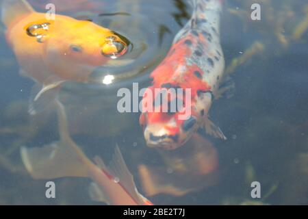 One goldfish and one shubunkin close up Stock Photo