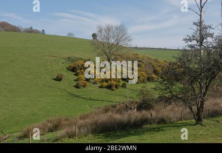 Spring Flowering Bright Yellow Wild Gorse Shrubs (Ilex europaeus) Growing on Gently Rolling Hills by a Stream in the North Devon Countryside Stock Photo