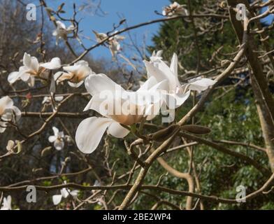 Spring Flowering Deciduous Magnolia Tree (Magnolia 'Leda') in a Country Cottage Garden in Rural Devon, England, UK Stock Photo