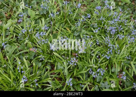 Spring Flowering Wood or Siberian Squill Flowers (Scilla Siberica) Growing in a Woodland Garden in Rural Devon, England, UK Stock Photo