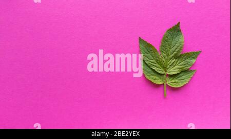 Grean leaves on pink background. Simple flat lay with pastel texture. Fashion eco concept. Stock photo.