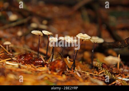 Fungi on forest floor, Inversnaid, Trossachs, Scotland Stock Photo