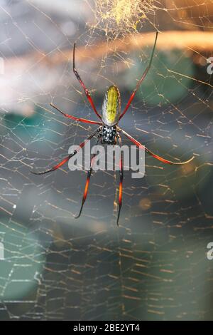 Nephila spider known as golden silk spider due to the color of its web ...