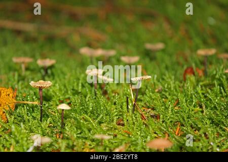Fungi on forest floor, Inversnaid, Trossachs, Scotland Stock Photo