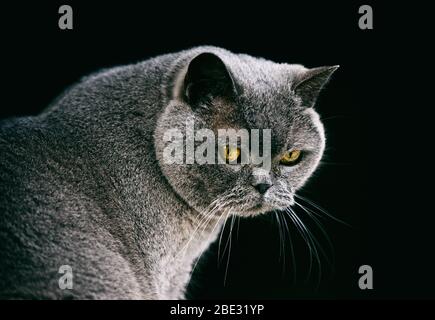 the british shorthair cat Stock Photo