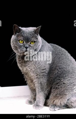 beauty british shorthair cat Stock Photo