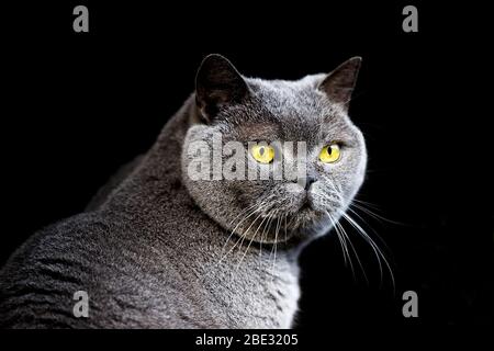 british shorthair cat, spain Stock Photo