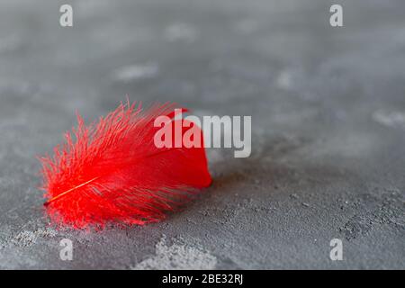 Red feather on grey concrete background. Red and grey combination. Selective focus. Space for text. Stock Photo