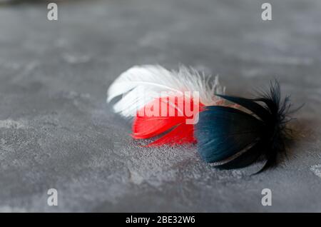 Black, red, white feathers on grey concrete background. Black Red White and Grey combination. Selective focus. Space for text. Stock Photo