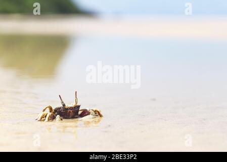 ghost crab walking on a beach