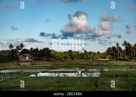 filipino farmers working on a rice paddy field Stock Photo