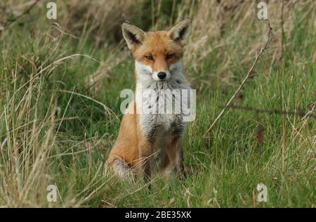 A magnificent male or dog Red Fox, Vulpes vulpes, sitting in a meadow.