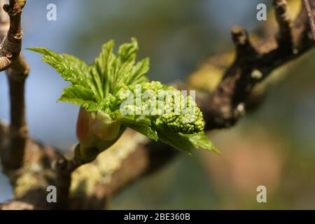A pretty Bud opening on a branch of a Sycamore tree, Acer pseudoplatanus, in spring showing the flower and the new leaves. Stock Photo