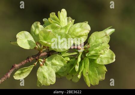 A branch of the fruits of an English Elm Tree, Ulmus procera, growing in woodland in the UK. Stock Photo