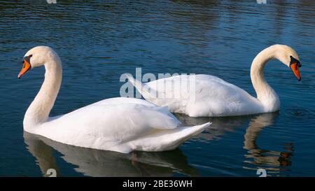 Two white swans passing each other on the water. Stock Photo