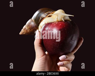 Woman hand holding red apple with big Achatina snail on a dark background Stock Photo