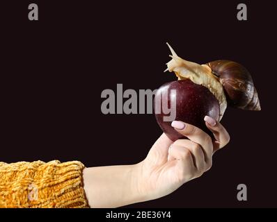 Woman hand holding red apple with big Achatina snail on a dark background Stock Photo