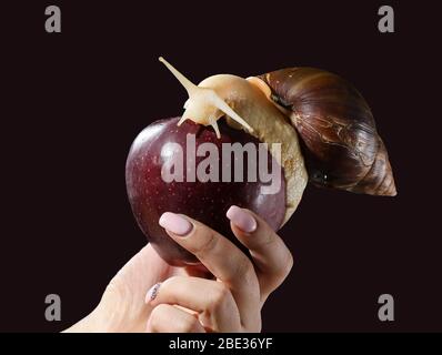 Woman hand holding red apple with big Achatina snail on a dark background Stock Photo