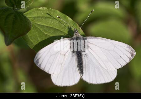 Green-veined White (male spring-brood butterfly, Pieris napi) resting on a green leaf in nature Stock Photo