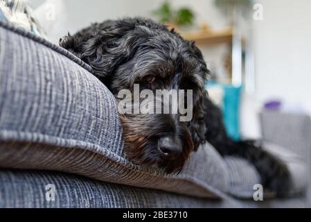 Black Male Cockapoo Dog relaxing on a sofa. Stock Photo