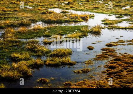 Putana River Wetland, Atacama Desert, Chile Stock Photo