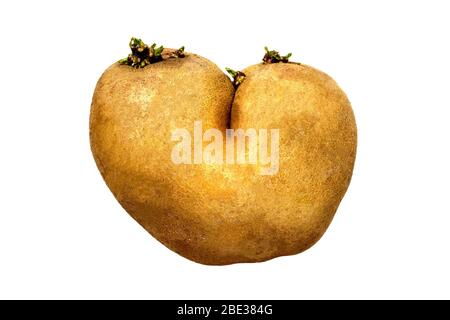 Ugly potato in heart shape isolated on white background. Funny, weird vegetable. Food waste and ugly food concept. Heart shaped spud. Stock Photo